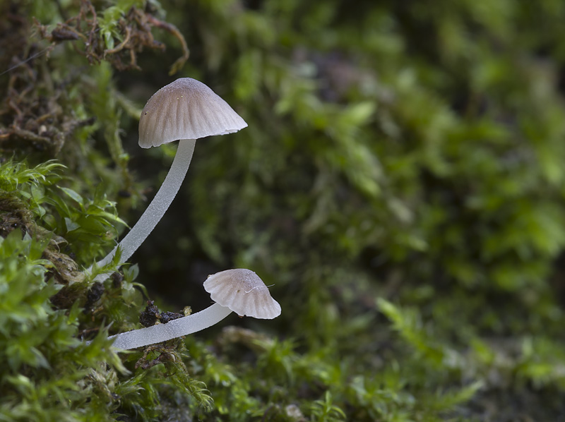 Mycena hiemalis